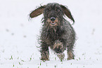 wirehaired Dachshund