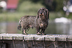 wirehaired Dachshund