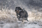 wirehaired Dachshund