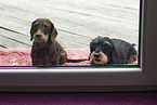 wirehaired Dachshunds