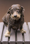 wirehaired Dachshund