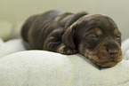 wirehaired Dachshund Puppy