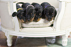 wirehaired Dachshund Puppies