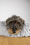 adult wirehaired Dachshund