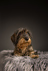 adult wirehaired Dachshund