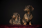 wirehaired Dachshunds