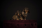 wirehaired Dachshunds