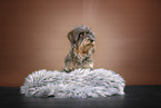 wirehaired Dachshund