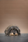 wirehaired Dachshund