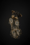 wirehaired Dachshund