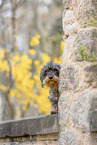 wirehaired Dachshund