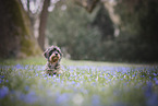 wirehaired Dachshund