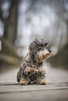 wirehaired Dachshund