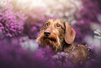 wire-haired dachshund