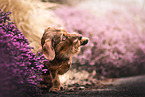 wire-haired dachshund