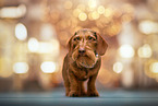 wire-haired dachshund