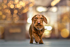 wire-haired dachshund