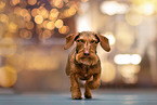 wire-haired dachshund