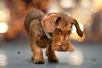 wire-haired dachshund