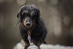 wire-haired Dachshund