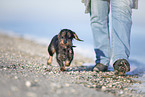 wire-haired Dachshund