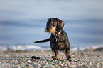 wire-haired Dachshund