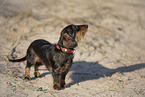 wire-haired Dachshund