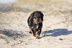 wire-haired Dachshund