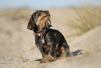 wire-haired Dachshund