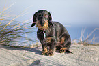 wire-haired Dachshund