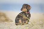 wire-haired Dachshund