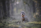 wirehaired Dachshund