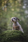 wirehaired Dachshund