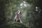 wirehaired Dachshund