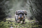 wirehaired Dachshund