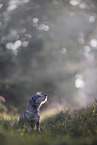 wirehaired Dachshund