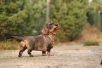 wirehaired Dachshund