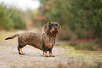 wirehaired Dachshund
