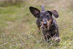 wirehaired Dachshund