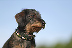 wirehaired Dachshund