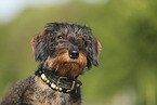 wirehaired Dachshund