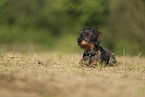 wirehaired Dachshund