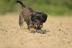 wirehaired Dachshund