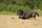 wirehaired Dachshund