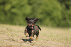 wirehaired Dachshund