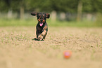 wirehaired Dachshund