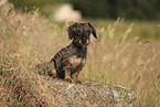 wirehaired Dachshund