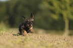 wirehaired Dachshund