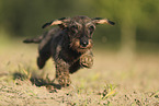 wirehaired Dachshund