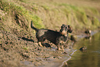 wirehaired Dachshund